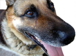 Headshot of Alsatian dog